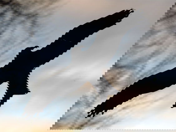 Red vogels van een fatale botsing: maak je ramen zichtbaar