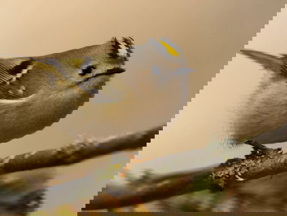 De goudhaan vereist goede oren | Vogelzangcursus #7