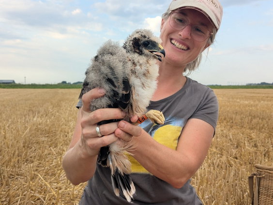 Bijzonder broedgeval van bijna uitgestorven roofvogel