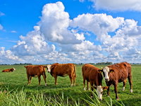 Rob de Wijk over landbouw en geopolitiek