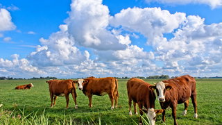 Rob de Wijk over landbouw en geopolitiek