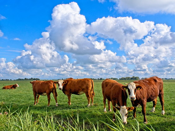 Rob de Wijk over landbouw en geopolitiek