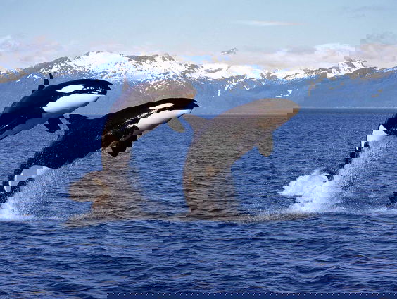 De zalmhoed is terug van weggeweest