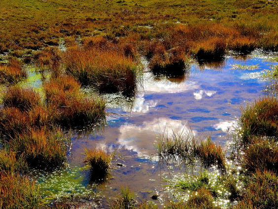 Hoe West-Europa veen als defensiemiddel kan gebruiken