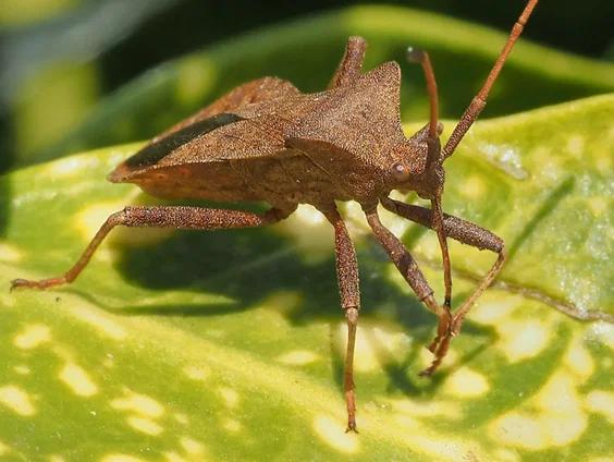 Stinkers, jagers en klimaatreizigers: de verrassende wereld van de wants