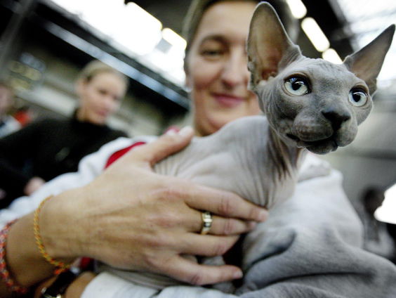 Klein maar pijn: waarom we moeten stoppen met het samenstellen van onze huisdieren