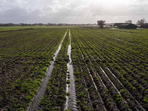 Wetenschappers hebben mogelijke oplossing voor vervuilende microplastics in zaden