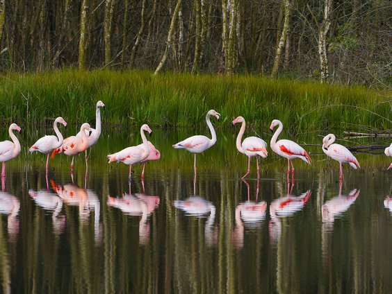 Flamingo's in het Zwillbrocker Venn