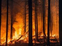 Brandweerman Paul hielp in Spanje blussen