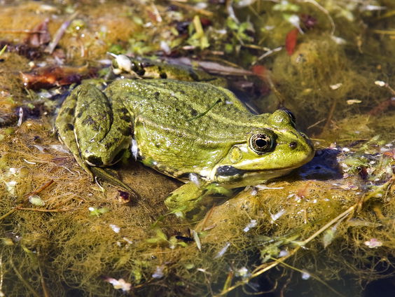 Een kwart van de zoetwaterdieren wordt met uitsterven bedreigd