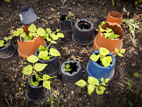 Hoe vergroen je je leven? De Groene Actiegids helpt mensen op weg