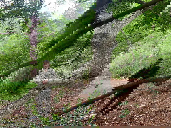 Het bos stikt van de moeders en 'de lindeboom is de oermoeder'