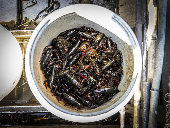 Hoe gaan we de rode Amerikaanse rivierkreeft tegen?