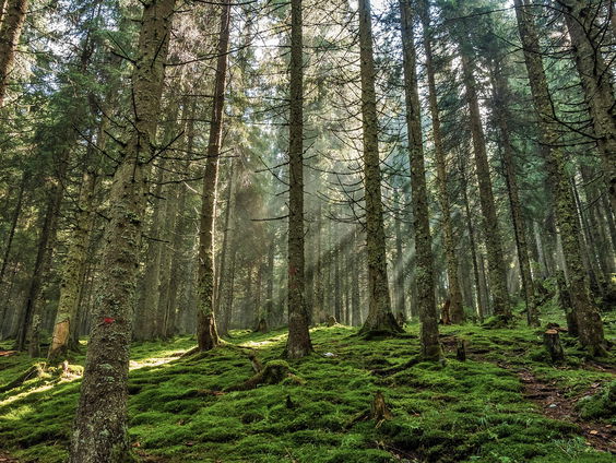 Alleen maar wild eten voor een onderzoek: ‘De uitdaging sprak me aan’