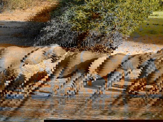 Kunnen we in de toekomst praten met dieren?