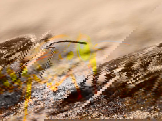 Op zoek naar het Insect van het Jaar: de zorgzame harkwesp