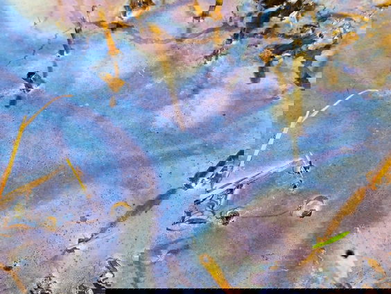 Caleidoscopisch kwelwater