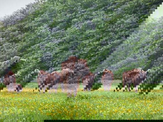 Uitzending Vroege Vogels vanuit jubilerend Natuurpark Lelystad