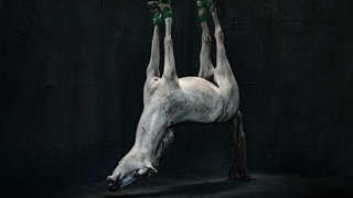 Fotograaf Stephan Vanfleteren in dialoog met het Mauritshuis