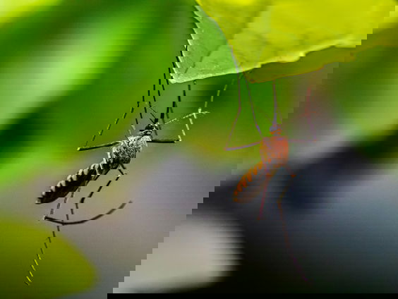 Muggenmythen ontmaskerd