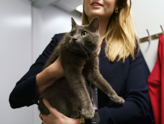 Nachtmerrie van elk dierenbaasje: 'de vermissing'