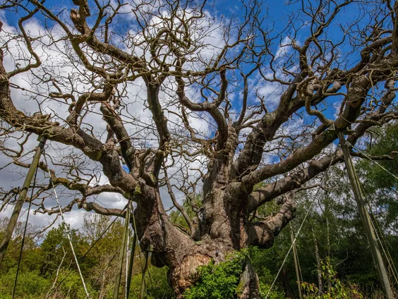 Onze natuurlijke airco's, de bomen, hebben het zwaar
