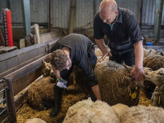 Dierenarts Peter Klaver is druk met het blauwtongvirus