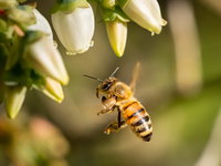 Waarom de bloemetjes en de bijtjes zo belangrijk zijn
