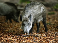 Moeten we zoekacties staken voor wilde dieren?