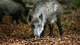 Moeten we zoekacties staken voor wilde dieren?