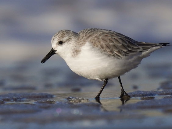 Drieteenstrandloper weet garnaal goed te vinden