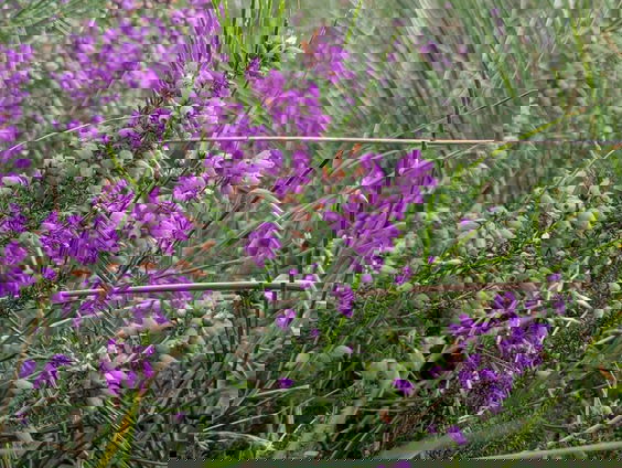Unieke natuur door militair verleden