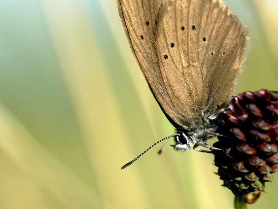30 Jaar vechten voor het donker pimpernelblauwtje