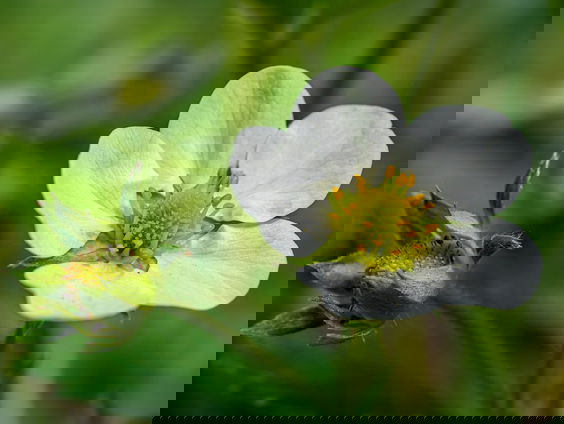 Alles over plantenseks: ‘Planten kunnen ook zichzelf bevredigen’