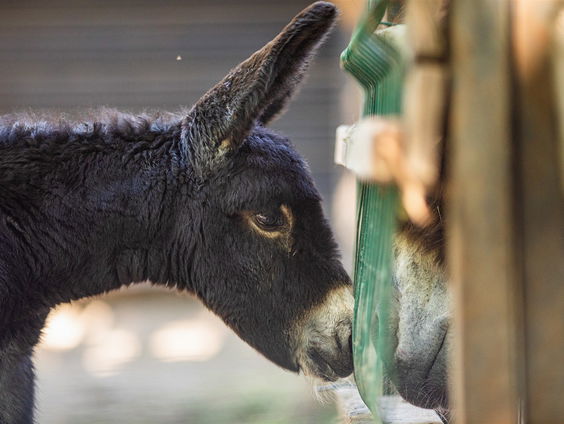Ezels worden ingezet in het leger: 'Ze bereiken plekken die voor voertuigen onbegaanbaar zijn'