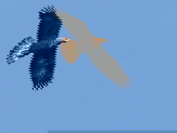 Het eerste fossiel van een steenarend in Nederland