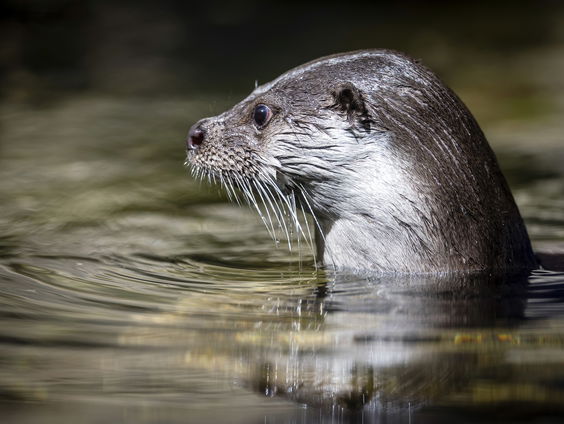 In de winter trekken steeds meer dieren naar de stad: 'Komt door de kou'