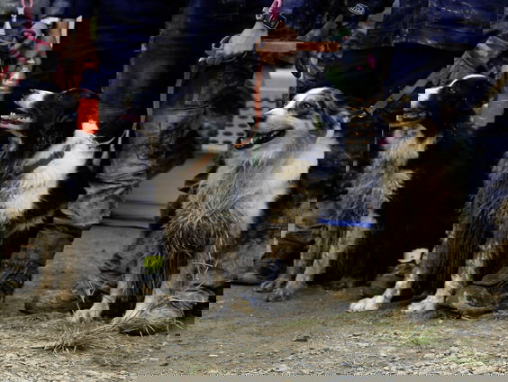 Team Nederlandse reddingshonden vertrekt naar Samos om een vrouw van 65 op te sporen