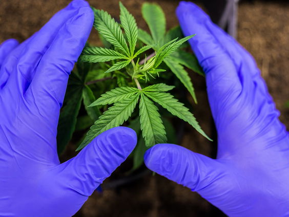 Terug naar Toen: Wietpas ingevoerd in Nederland