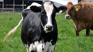 Raakt Gelders stikstofbeleid ook de bioboer?