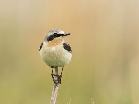 Beleef de Lente: tapuit verkent hol