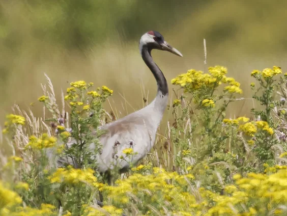 Want vogels zijn precies als mensen