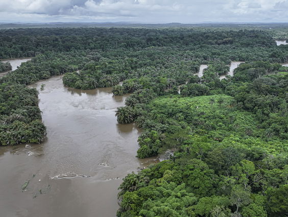 Tropisch regenwoud steeds meer versnipperd