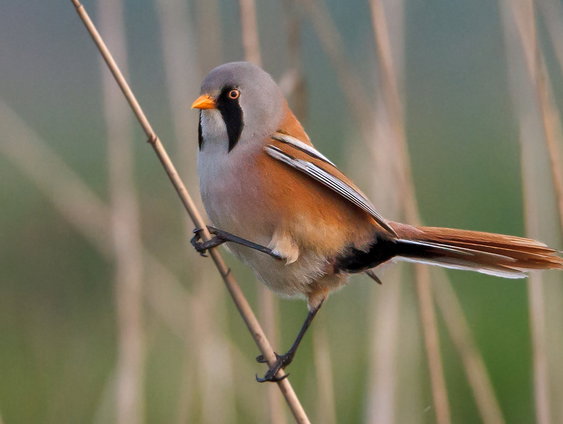 Veertig jaar vogels tellen in de dynamische Oostvaardersplassen