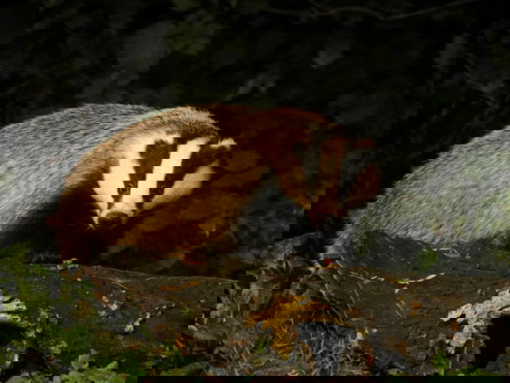 Jaap Dirkmaat: een leven in teken van de das