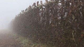 De kunst van het heggenvlechten