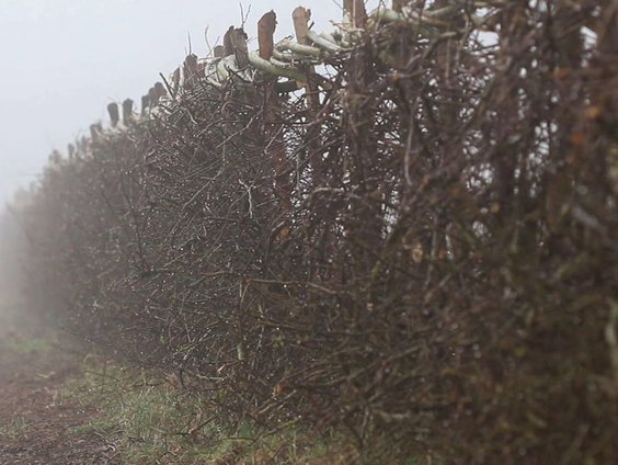 De kunst van het heggenvlechten