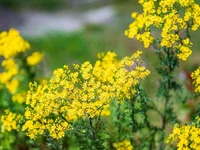 De steeds maar terugkerende strijd tegen jacobskruiskruid