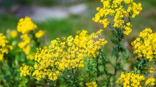 De steeds maar terugkerende strijd tegen jacobskruiskruid