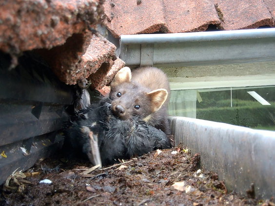 Wat doe je als dieren je huis in komen?
